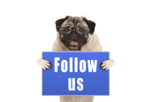 pug dog with glasses holding up blue sign with text follow us, isolated on white background
